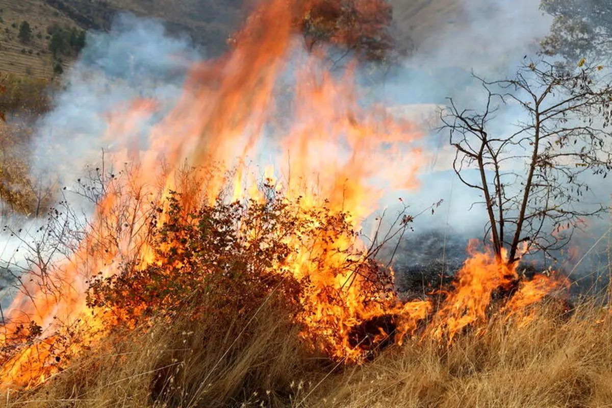 سخنگوی قوه قضائیه: آتش زدن عمدی جنگلها مجازات سنگینی دارد و ۳ تا ۱۰ سال حبس را به دنبال خواهد داشت