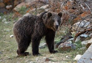 ببینید / خرس قهوهای مازندران آمادۀ خواب زمستانی میشود