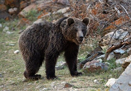 ببینید / خرس قهوهای مازندران آمادۀ خواب زمستانی میشود