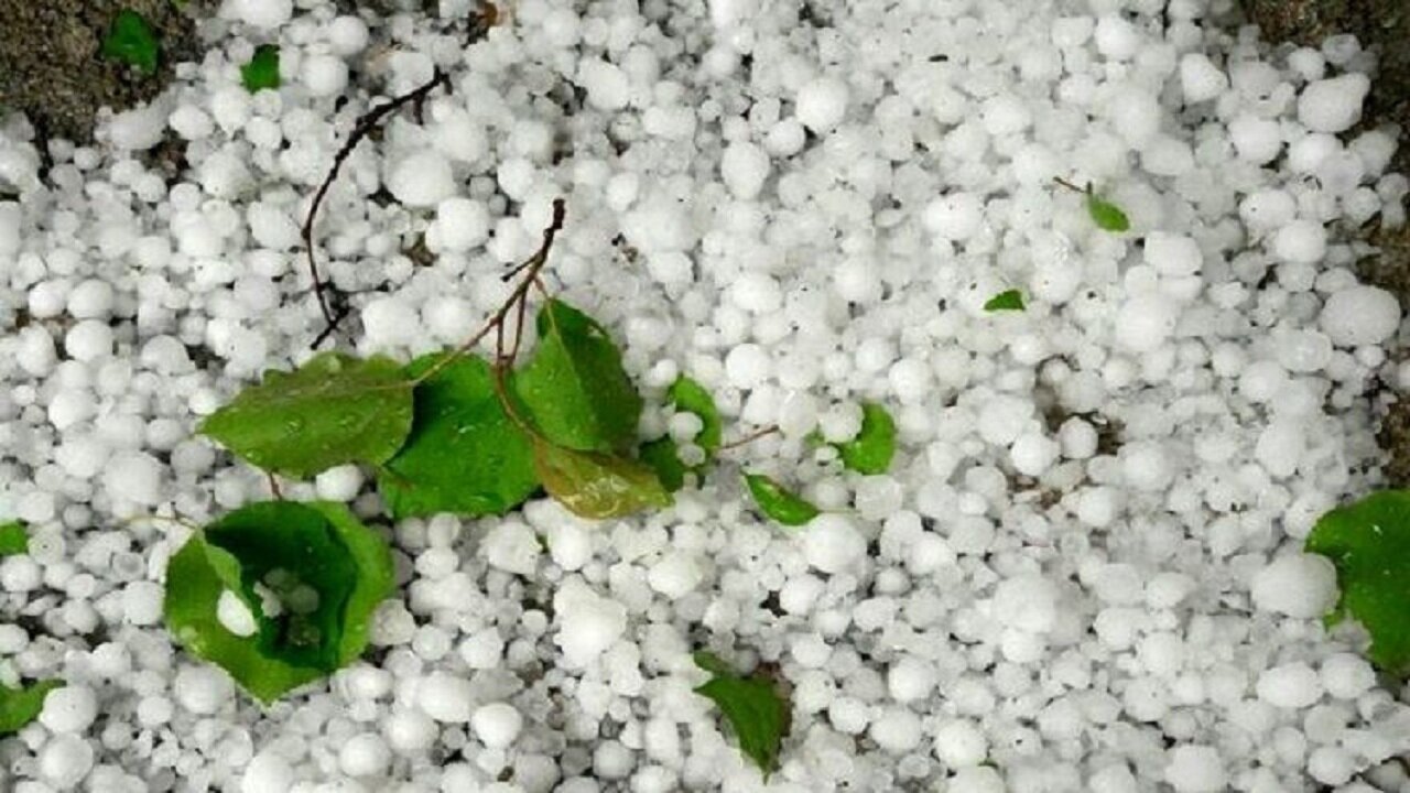 بارش تگرگ به مزارع کاهو و ذرت در روستاهای کازرون خسارت زد