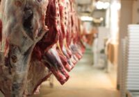 آغاز طرح تشدید نظارت‌های بهداشتی دامپزشکی ویژه شب یلدا در مریوان